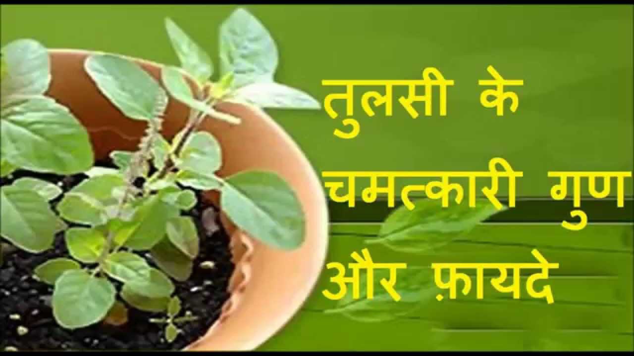 Health benefits of Tulsi leaves, you too avail these.