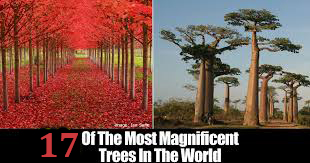 Here are some of the most magnificent tress in world.