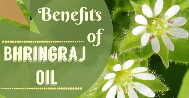 Bhringraj Oil - An elixir for your hair, must try if you face hair related problems.