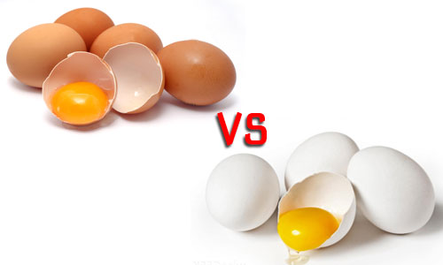 Myth busted here. Is there any difference between white and brown egg? Know now.