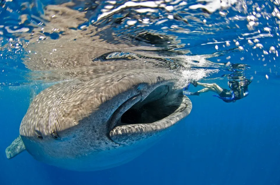 Some perfectly timed clicked photographs of animals which show humorous expressions.