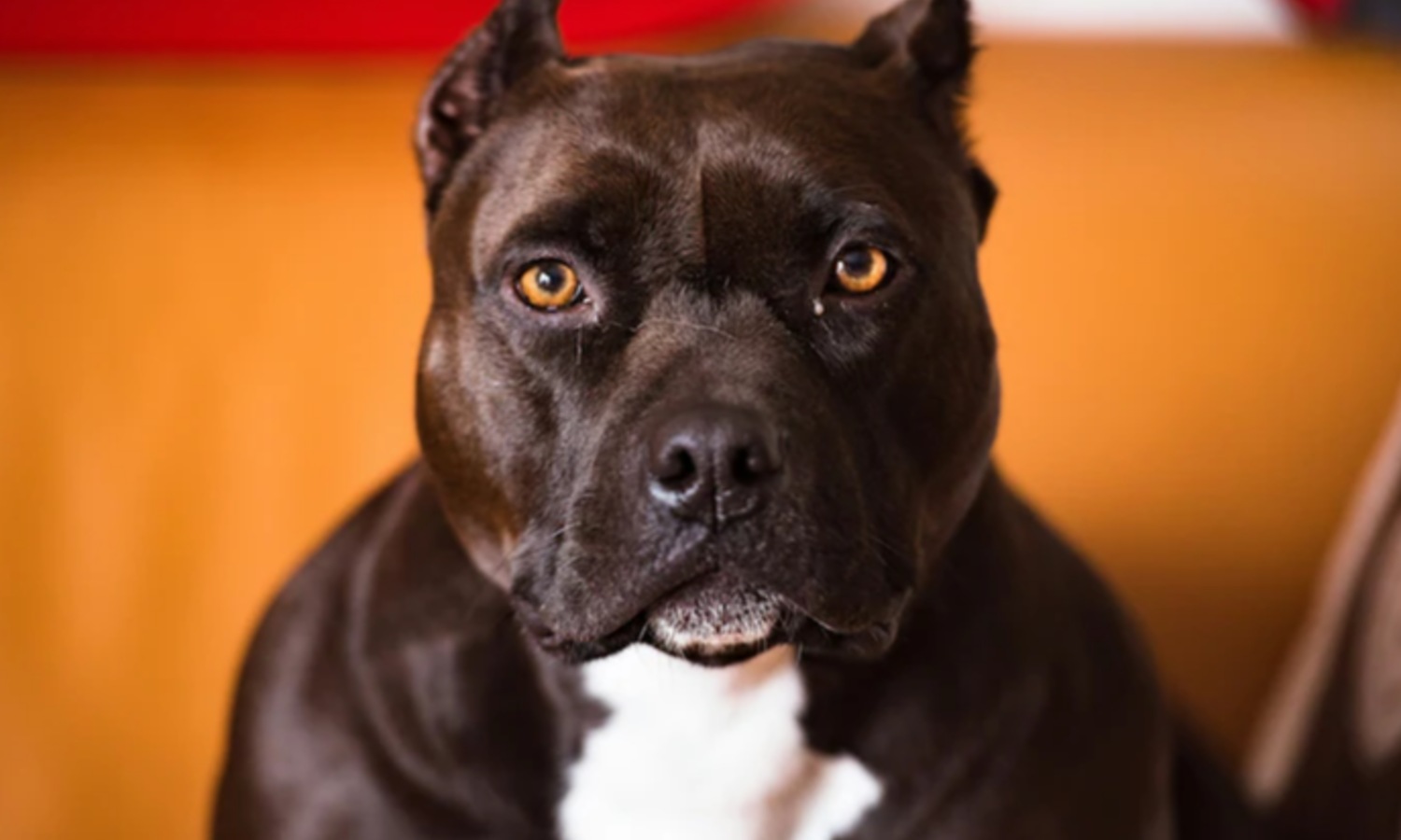 A Pitbull Attack In Patiala. Why Do India's Rich Want These Dogs?